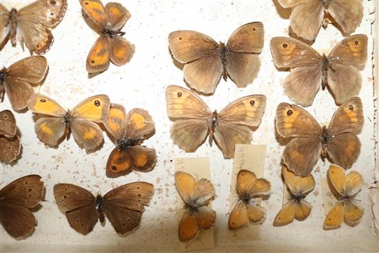 Two double book butterfly specimen cases, 13in.